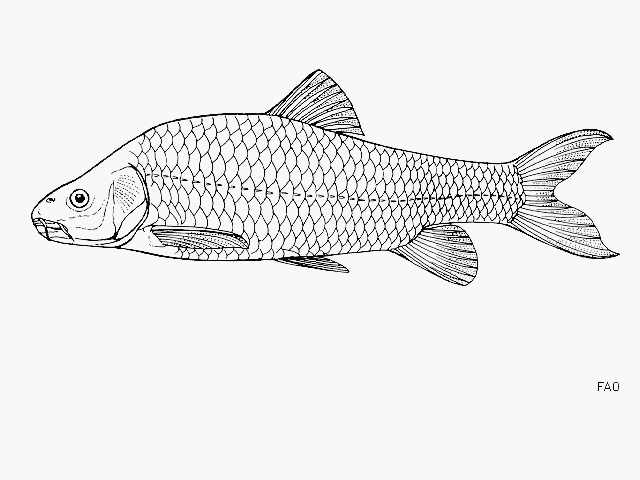 Labeobarbus platyrhinus