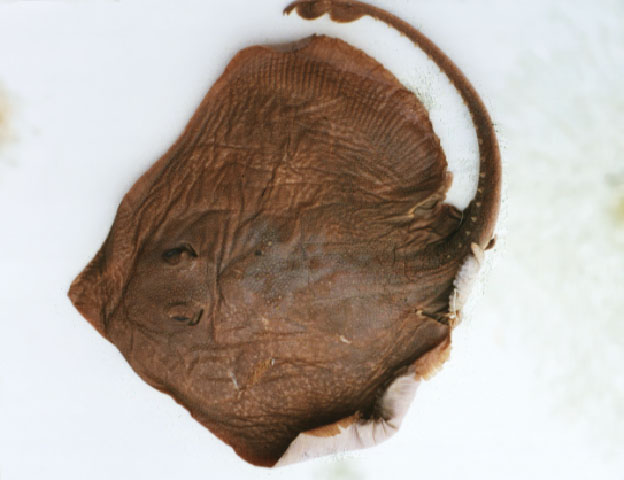 Bathyraja pseudoisotrachys