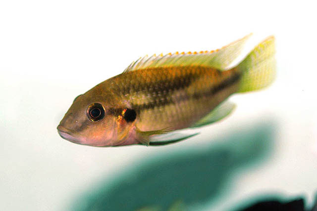 United jewel cichlid (Benitochromis conjunctus) — Cichlidae
