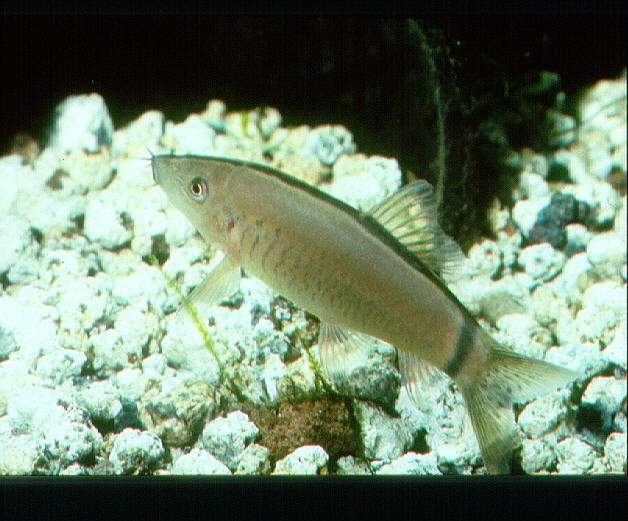 Yasuhikotakia morleti