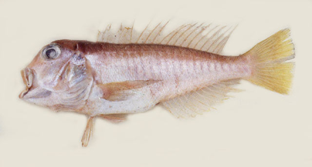 Barred tilefish (Branchiostegus doliatus) — Malacanthidae