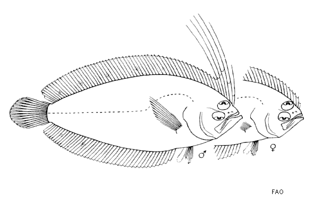 Brachypleura novaezeelandiae