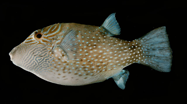 Canthigaster amboinensis