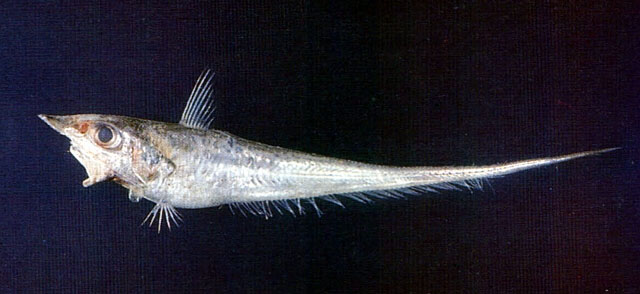 Black Lip Rattail Fish