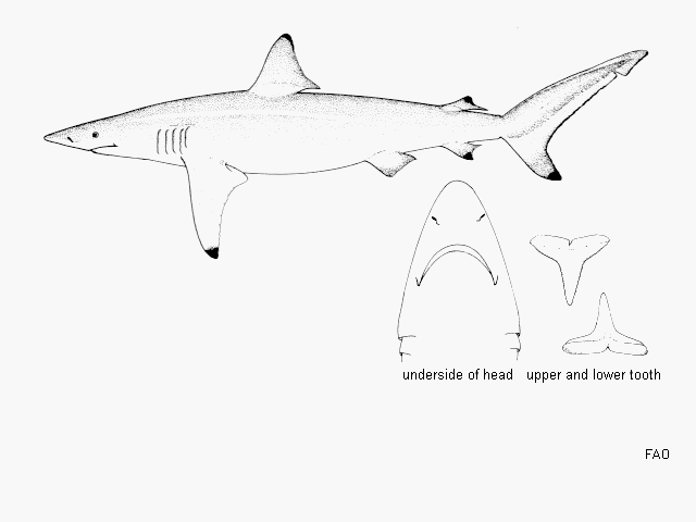 Carcharhinus brevipinna
