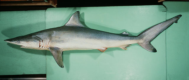 Carcharhinus brevipinna