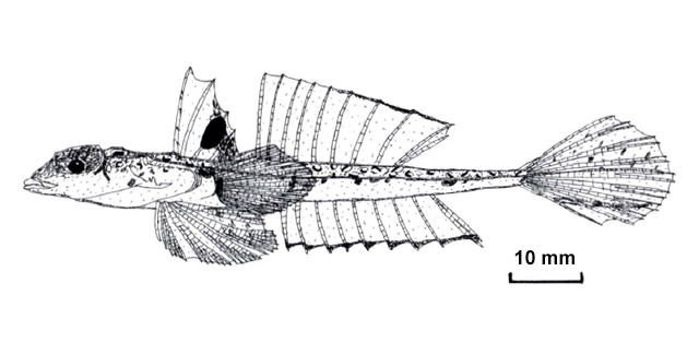 Callionymus futuna