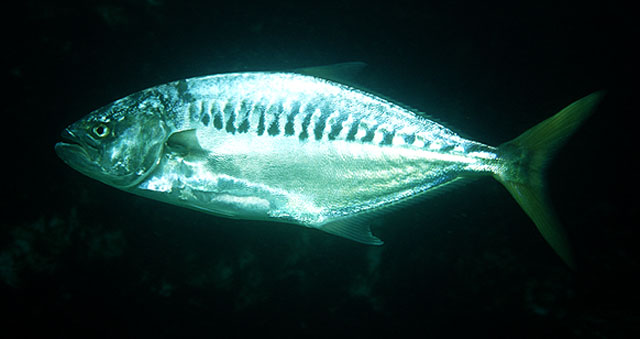 Campogramma glaycos