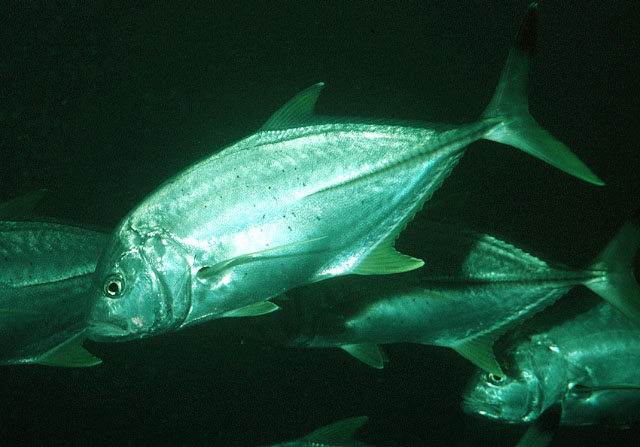 Caranx heberi