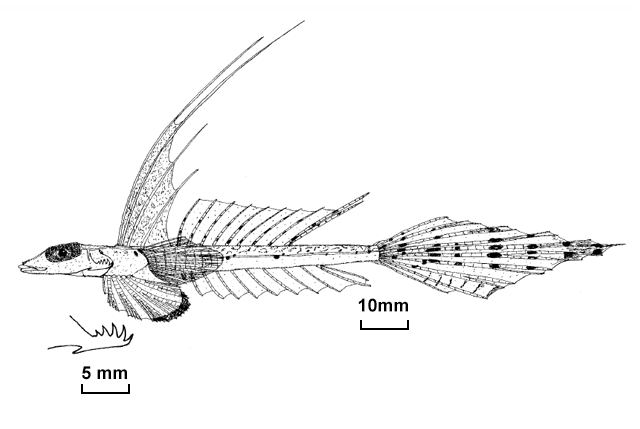 Callionymus leucobranchialis
