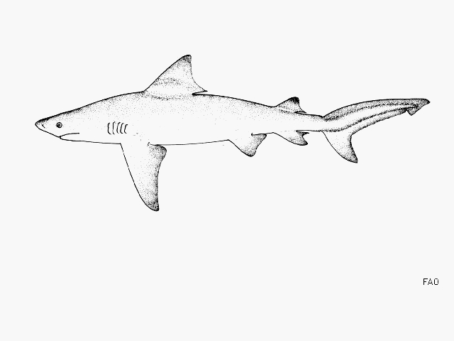 Carcharhinus leucas