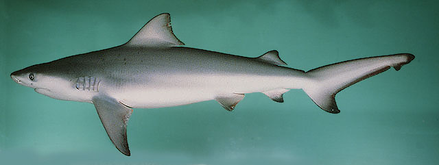 Carcharhinus leucas