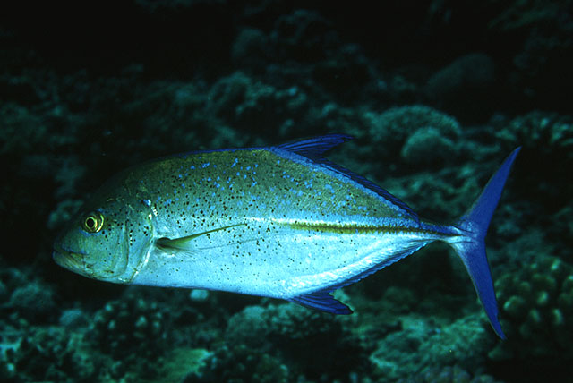 Caranx melampygus