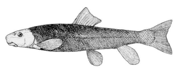 Catostomus platyrhynchus