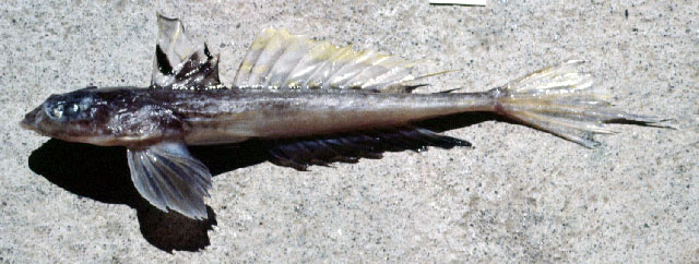 Callionymus semeiophor