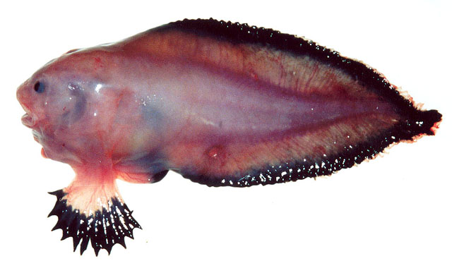 Careproctus zachirus