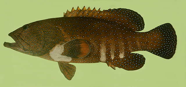 Cephalopholis argus