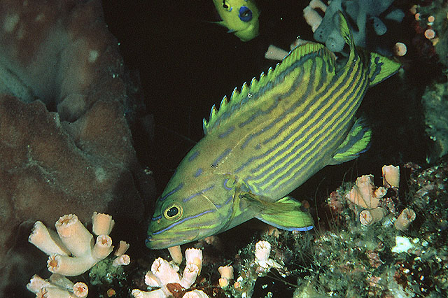 Cephalopholis polleni