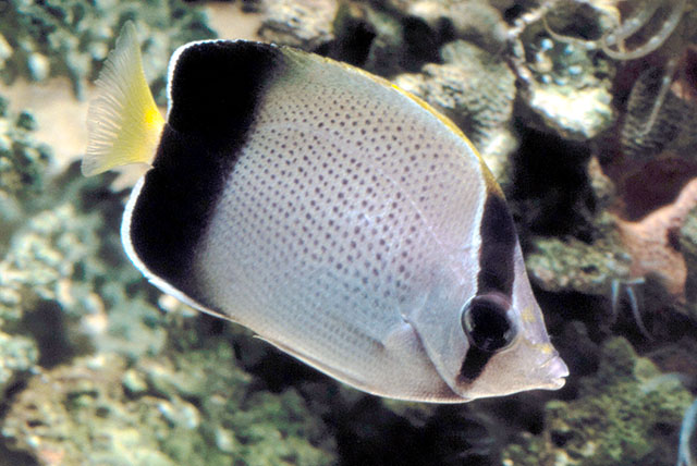 Chaetodon dolosus