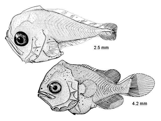 Chaetodipterus faber