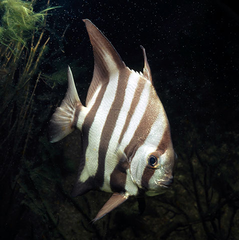 Chaetodipterus faber