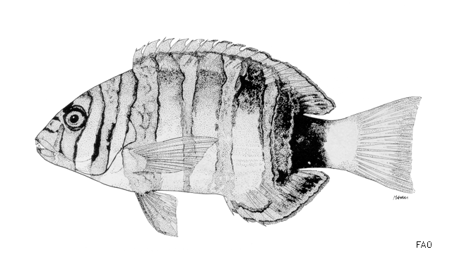 Choerodon fasciatus