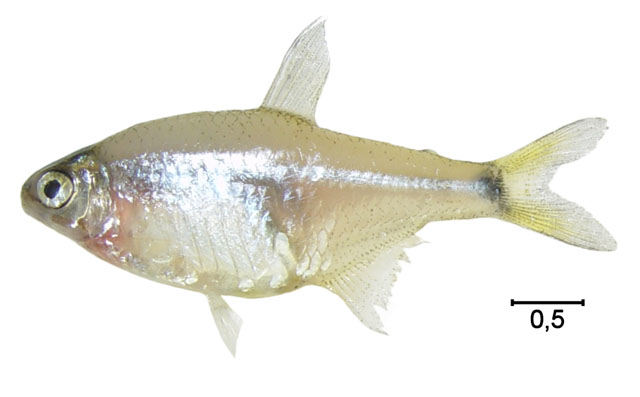 Cheirodon ibicuhiensis