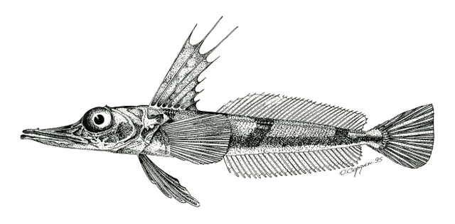 Channichthys irinae
