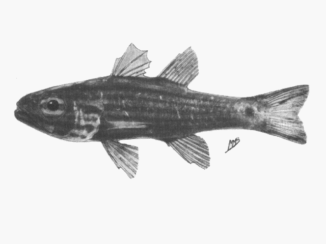 Cheilodipterus lachneri