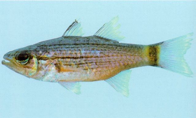 Cheilodipterus lachneri