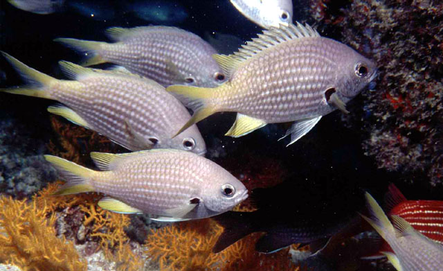 Chromis lubbocki