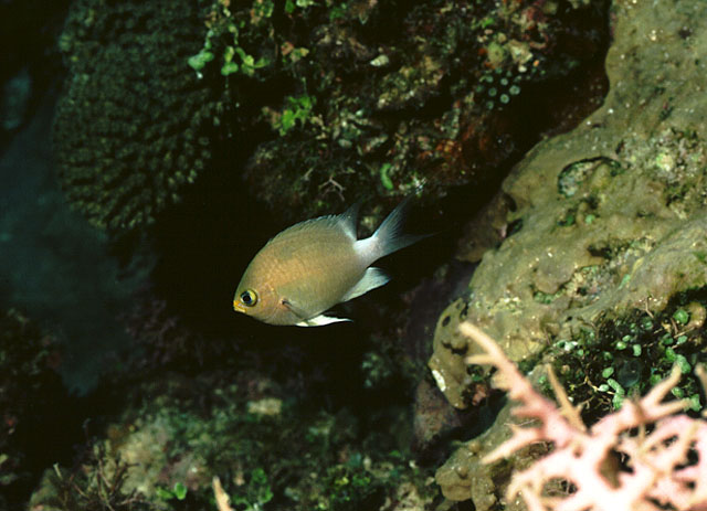 Ovate chromis (Chromis ovatiformes) — Pomacentridae