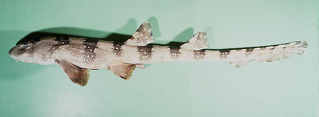 A White-Spotted Bamboo Shark on Display. It is mostly brown with a color pattern of light spots, dark bands, and a white body