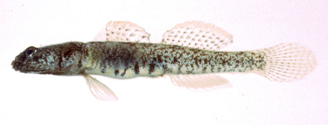 Gymnogobius scrobiculatus