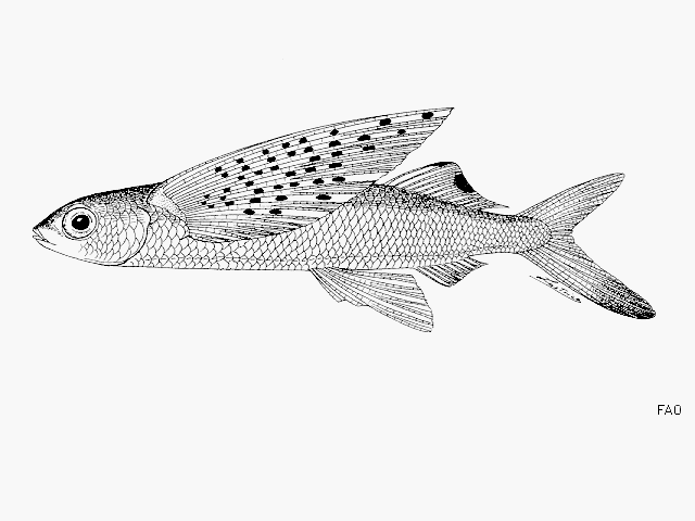 Cheilopogon spilopterus