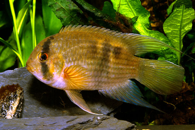 Keyhole deals cichlid care