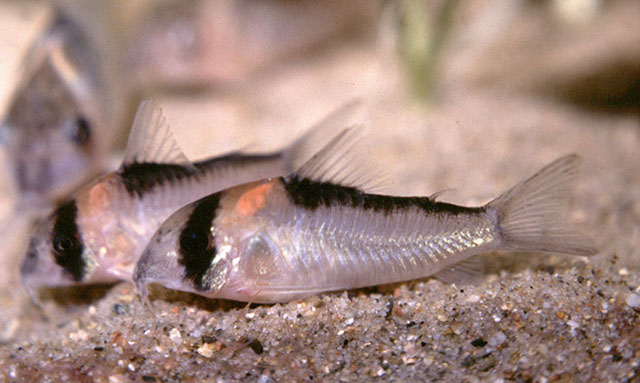 Hoplisoma adolfoi