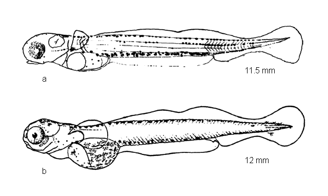 Coregonus clupeaformis