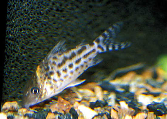 Corydoras incolicana