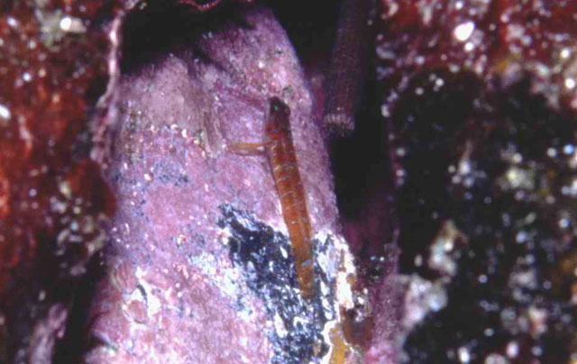 Corcyrogobius lubbocki
