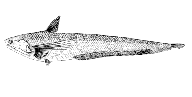 Coilia nasus