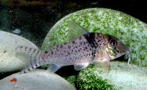 Corydoras pastazensis