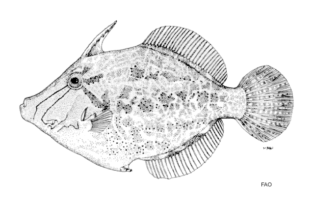 Colurodontis paxmani