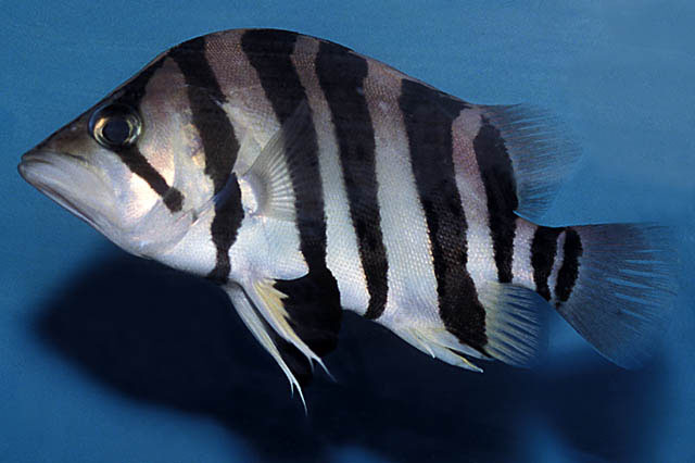 Datnioides microlepis