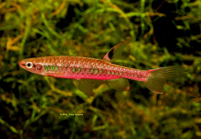Vilma's splash tetra (Copella vilmae) — Lebiasinidae