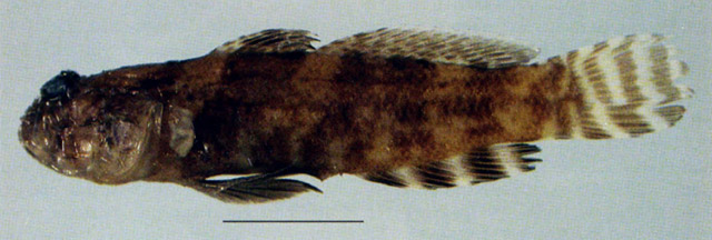 Cryptocentrus tentaculatus