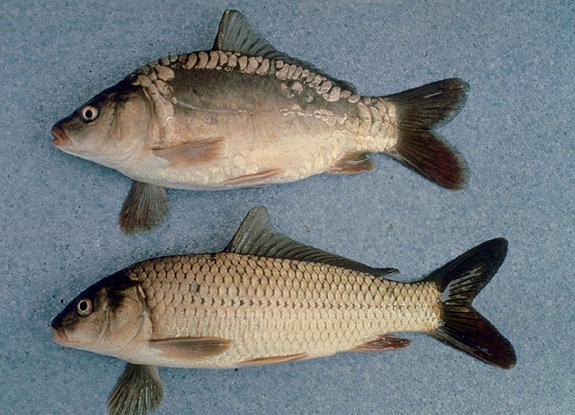 Cyprinus carpio