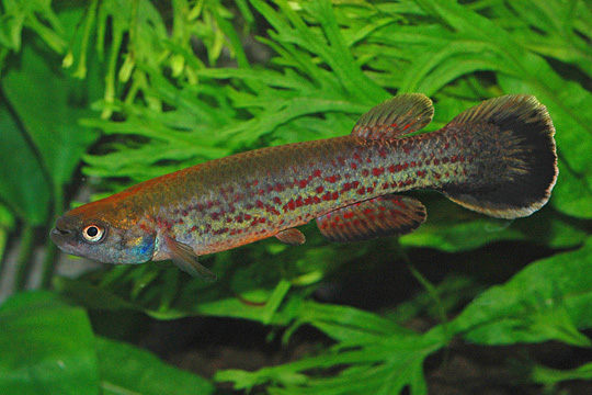 Cynodonichthys frommi