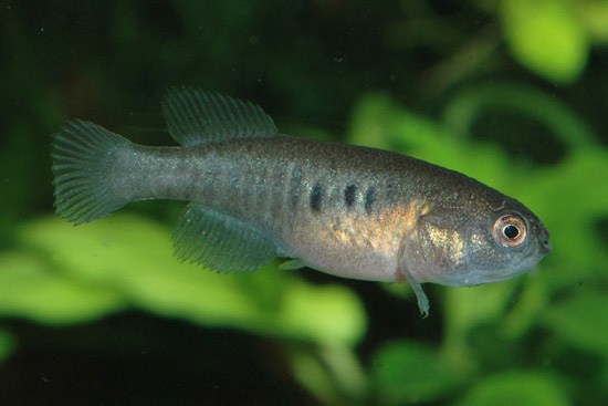 Itapicuru pearlfish (Cynolebias itapicuruensis) — Rivulidae