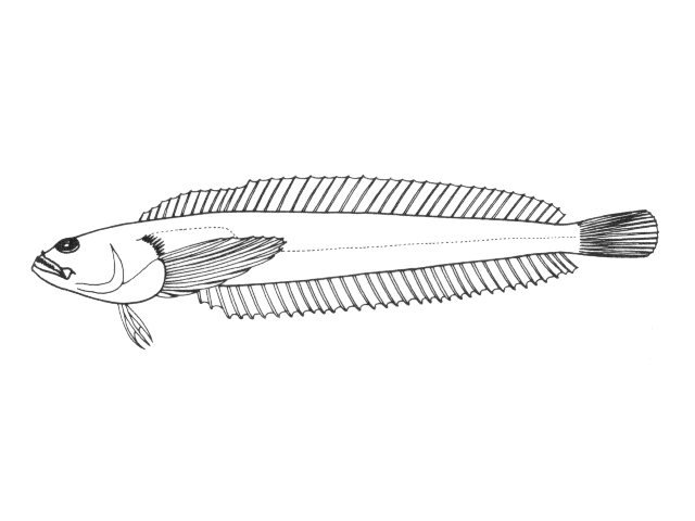 Dactyloscopus crossotus